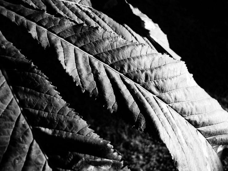 41411349800_ea9c450302_b