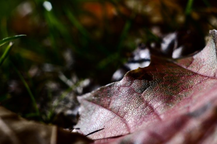 44464857924_265a714209_b