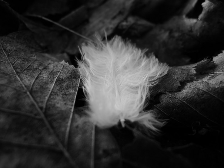 6902858159_b8a7b340d9_b