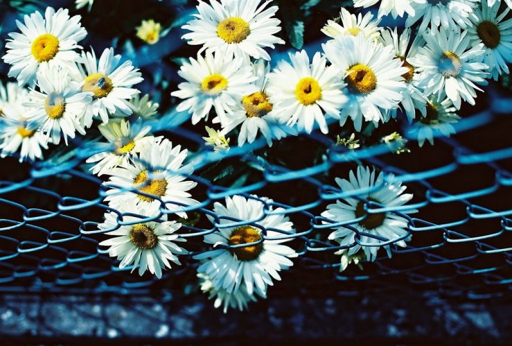 30642466724_73fa5f3e10_b