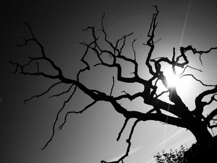 30742854487_99746f8b69_b