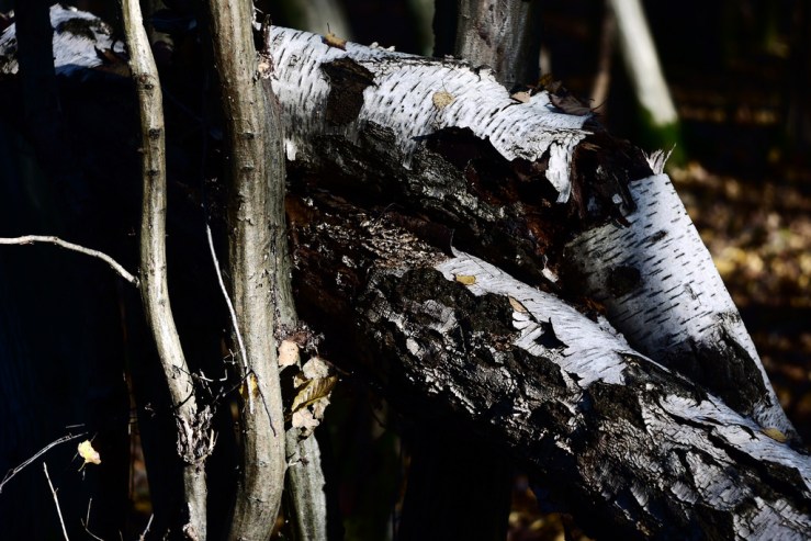 31021017237_e5e0ddfa25_b