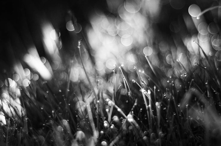 44289731490_1d818c93db_b