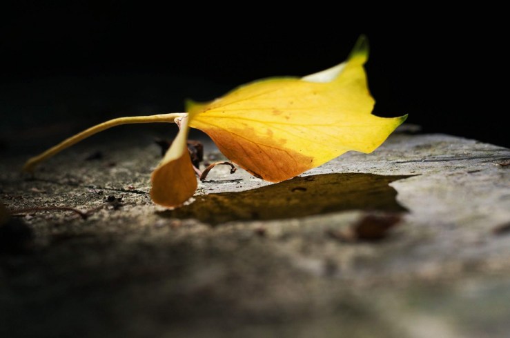 45390543735_065806c2ee_b