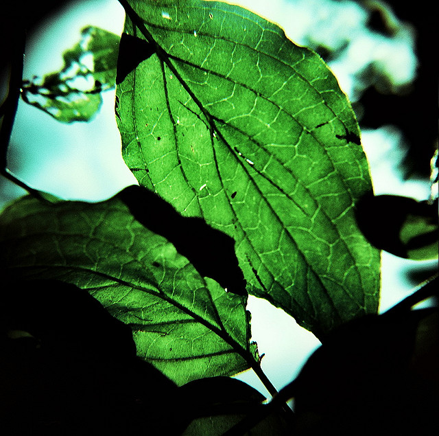 7795780960_4b4483598e_z