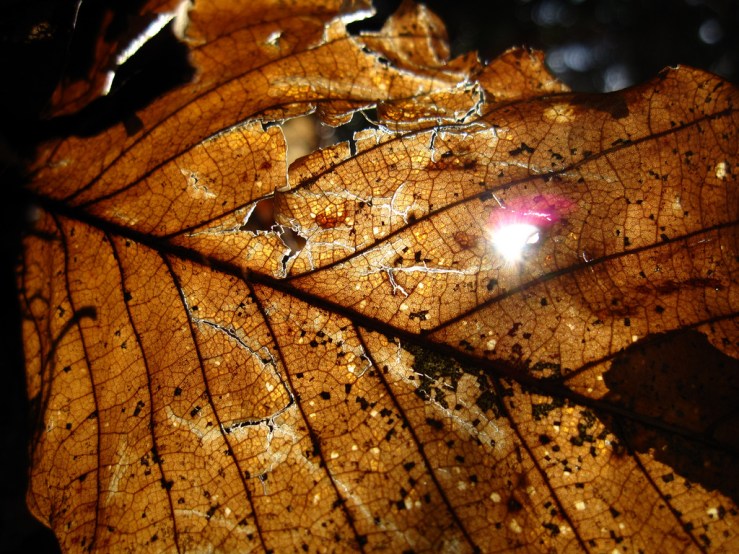 31888898607_bdfc6c264f_b