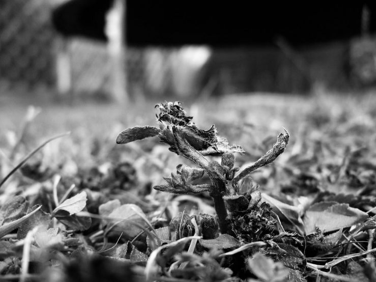 43590311442_3ffef5a74e_b