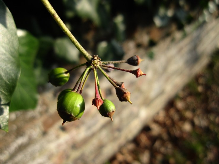 45915547225_49b810c299_b