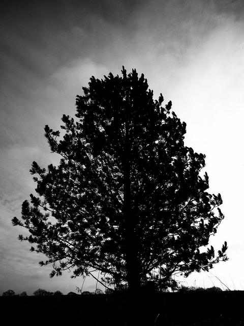 46149768984_a5817186a9_z