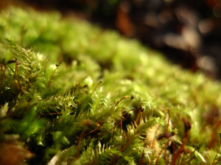 46547753082_c0b13ee73a_b