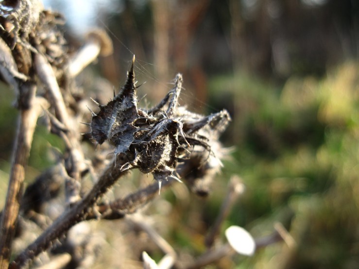 46602187041_c2b08731ca_b