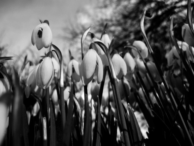 46801530542_4c29528b3d_b