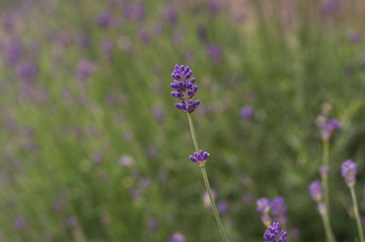 27766381471_e6a8568753_b