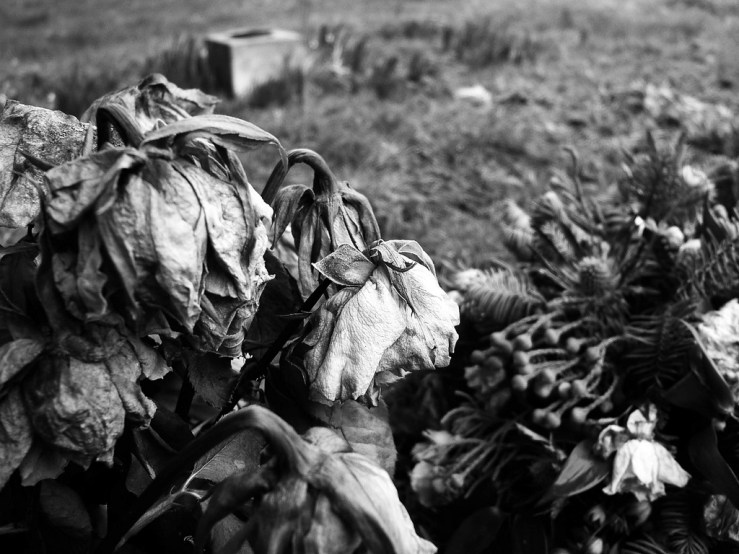 32008034827_f5a6aeec71_b