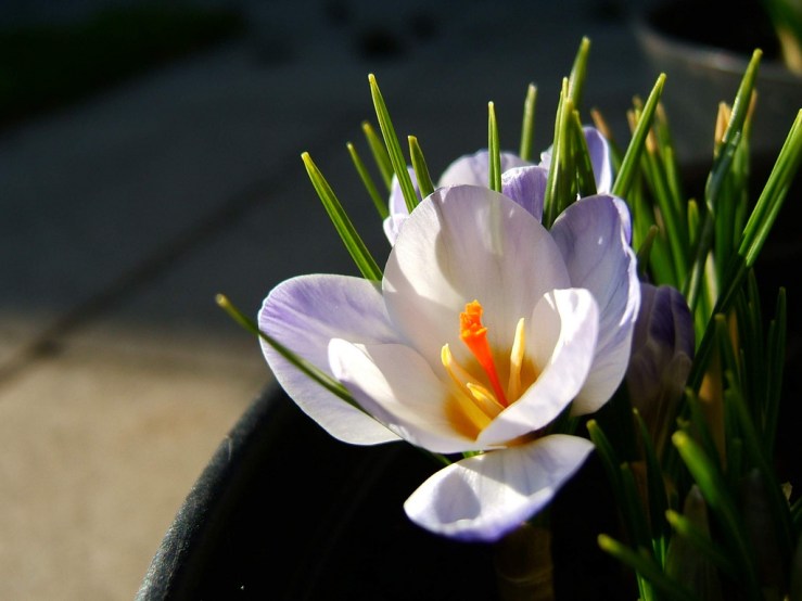 32162487257_57edc728c4_b