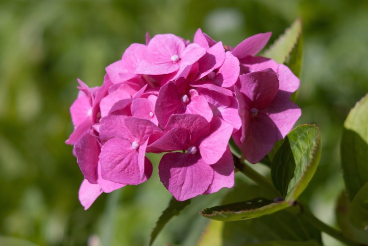 35274065424_24d72aa0a7_b