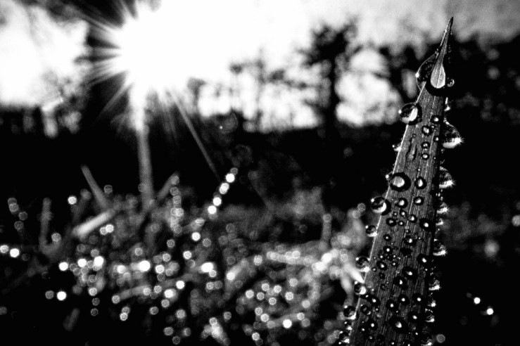 39949016704_b7b3223895_b