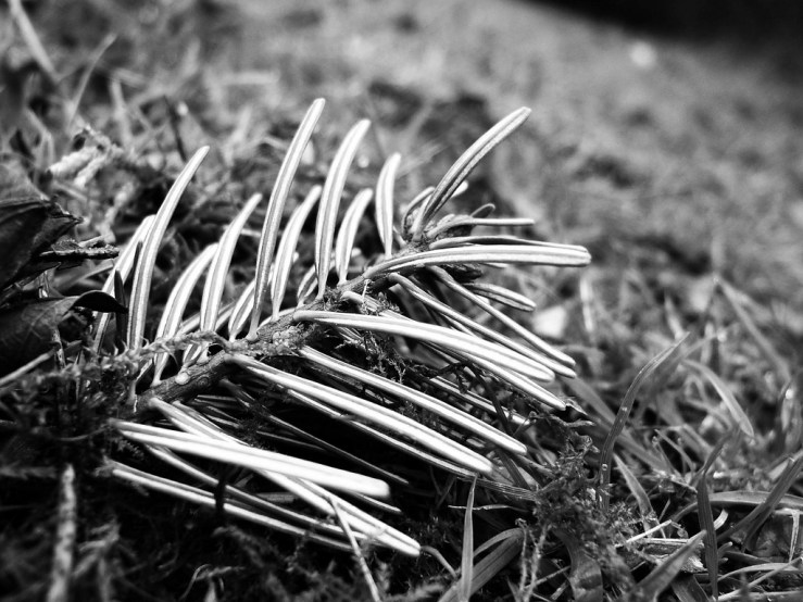 47026827201_2fa4228673_b