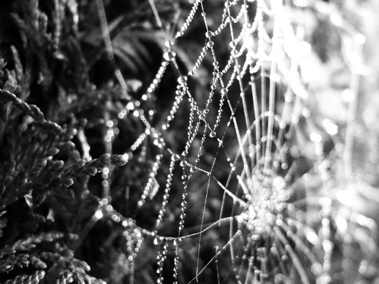 47096278392_a2b38bc34c_b