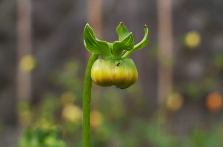 18739931274_2c14a86b4b_b