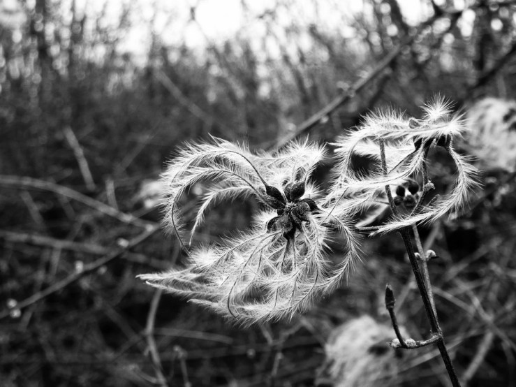 32463253357_abb76b37fe_b