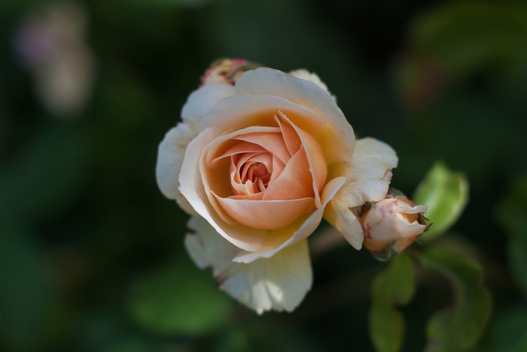 35186163230_c631b406a9_b