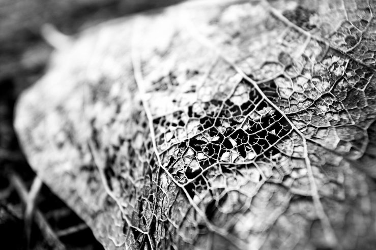 39779362401_2b4c5ebe9d_b