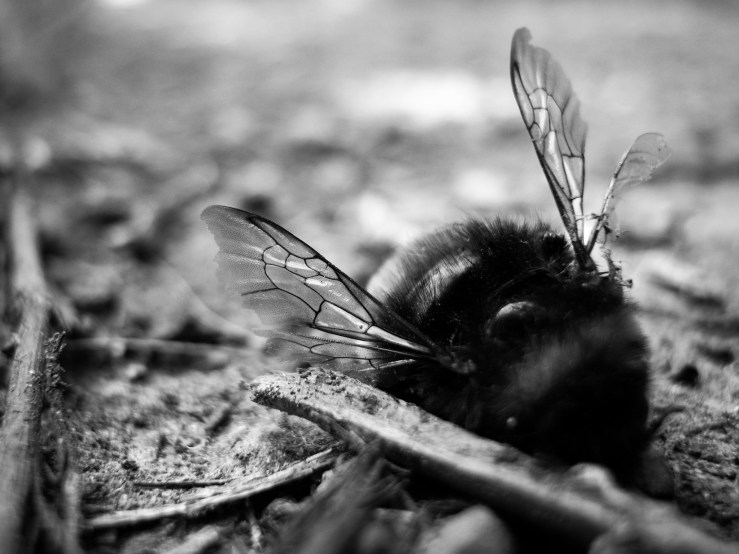 41471980824_e10dca2f46_b