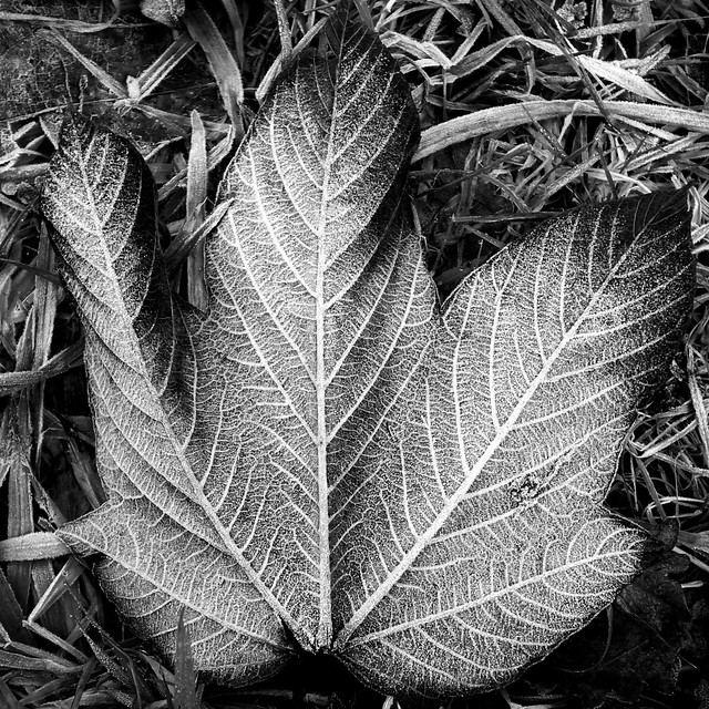 25969460698_69380ee54c_z