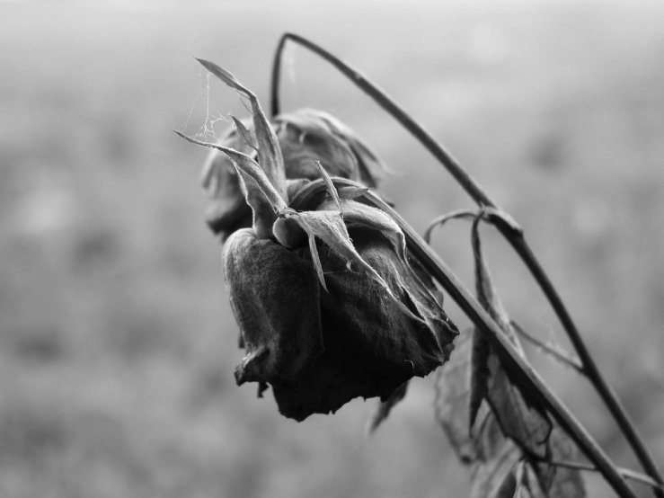 29581973478_b4261f8eb5_b