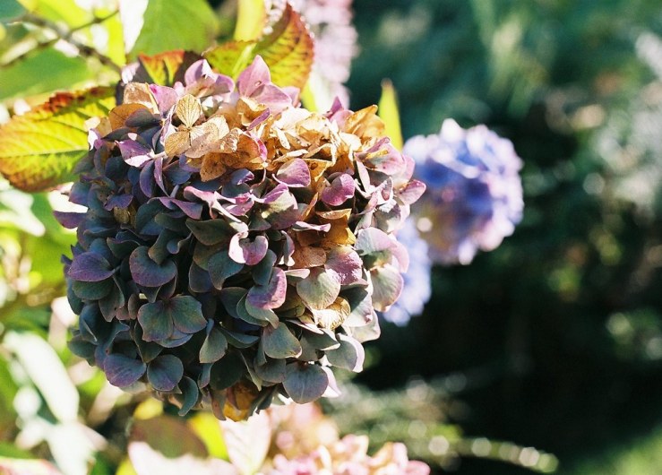 29970881605_0bf240d591_b