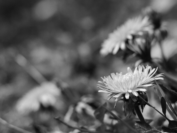 32599630867_2b6248e4fb_b