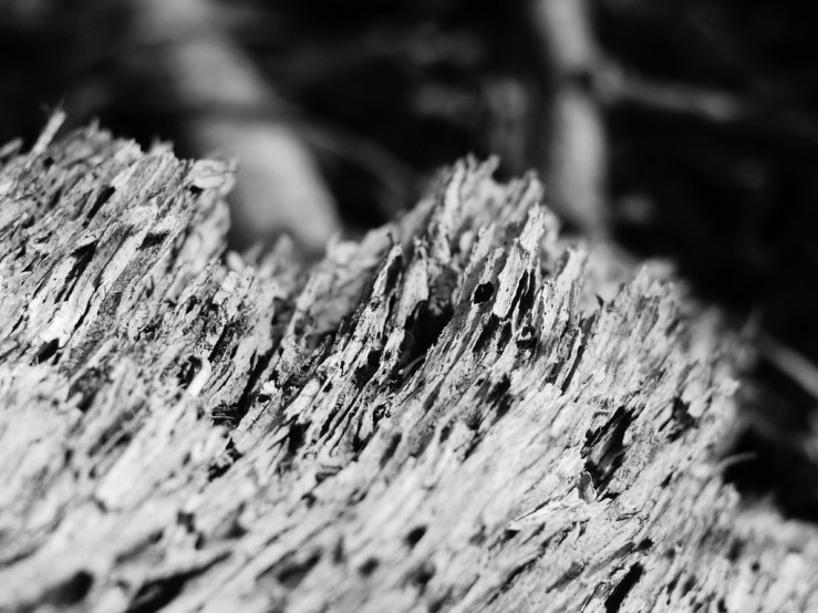 33665438748_50a5cf94cc_b