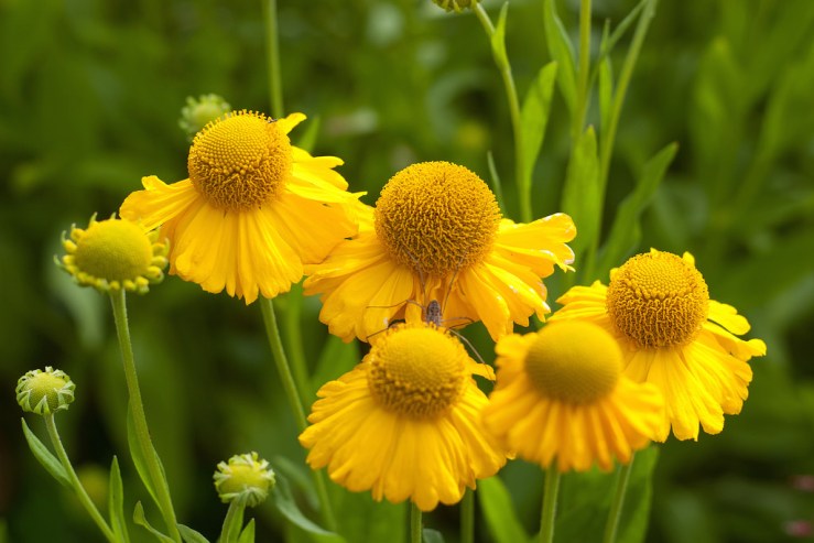 36238947880_c46d657c47_b