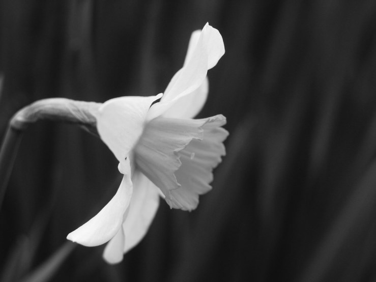 40576131593_a5a310dd17_b