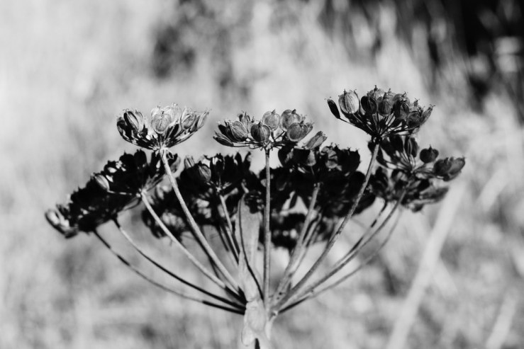 43920129812_e752813cbc_b