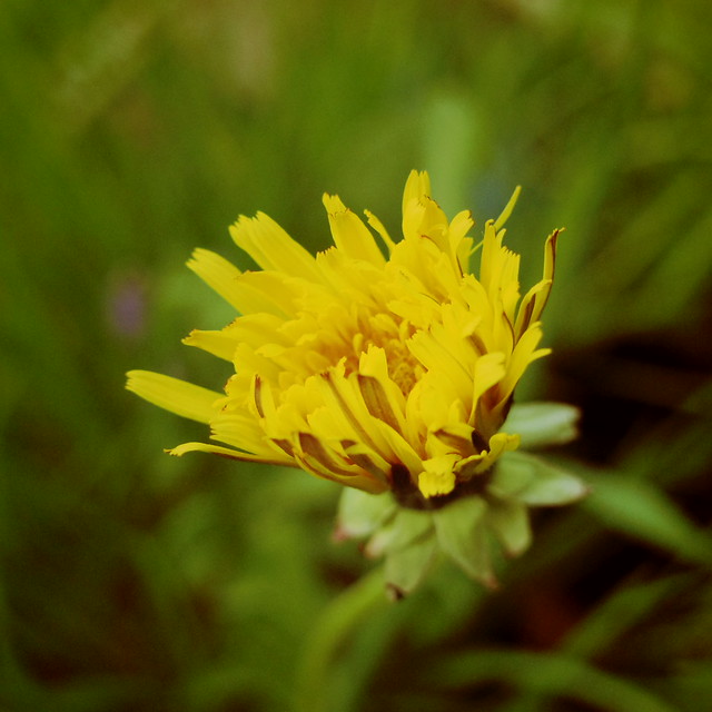 46818856125_d358f1d99b_z