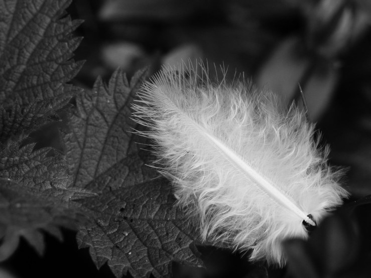 47478273642_bfda760ba5_b-1