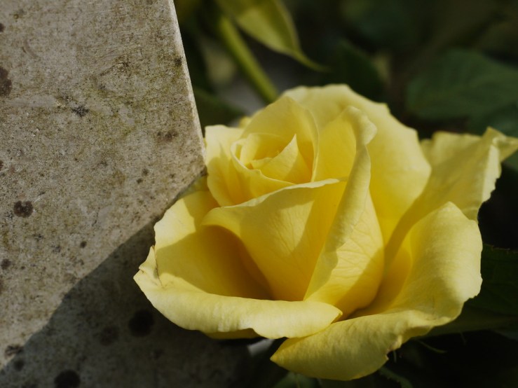 47531130531_1de4eeb98d_b