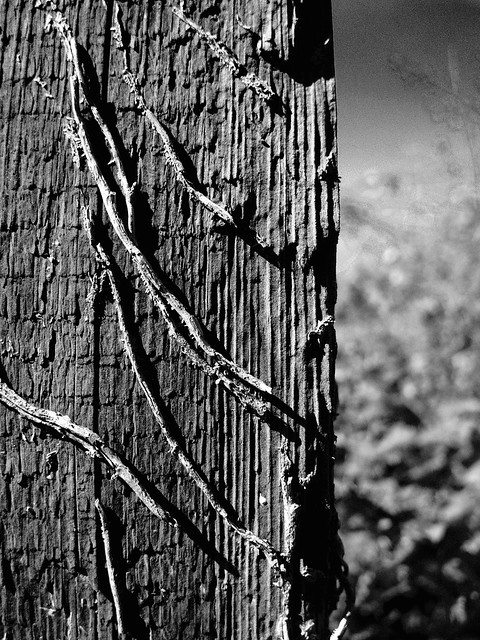 47592526832_da8c637a48_z