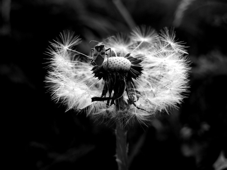 47618180922_2f0e782584_b