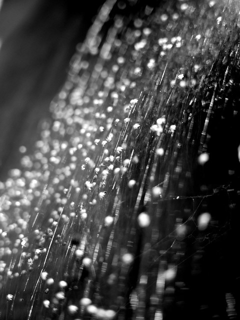 47652757302_c38915d4a4_z