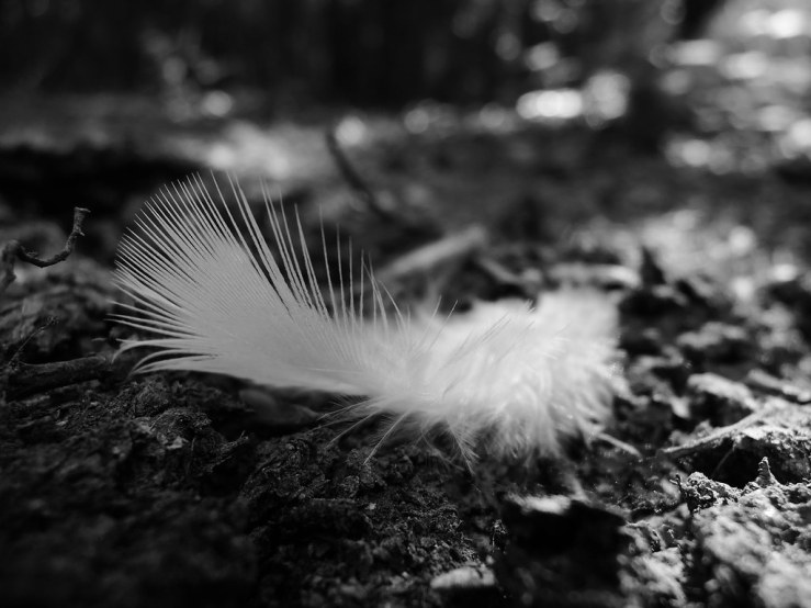 7299879874_f6839c90b0_b