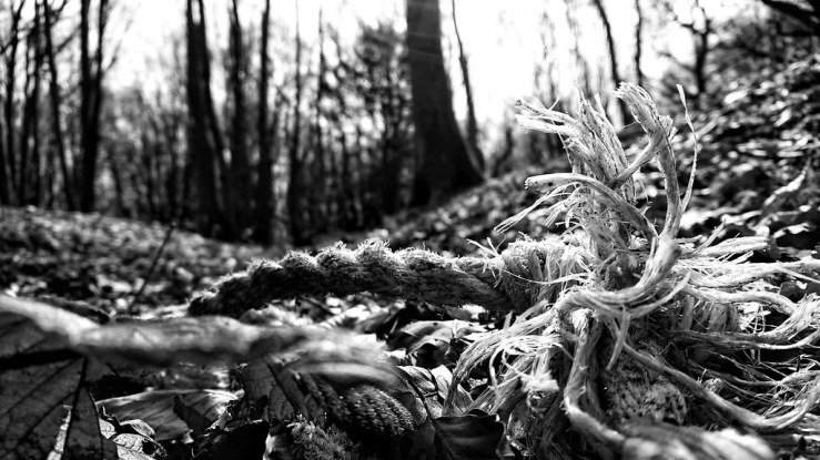 26833128737_526f119a08_b