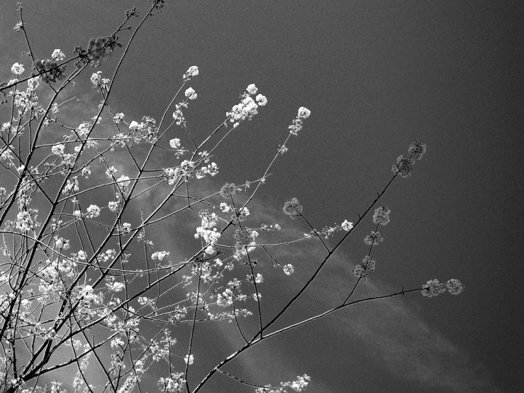 33941602828_1b1dabc124_b