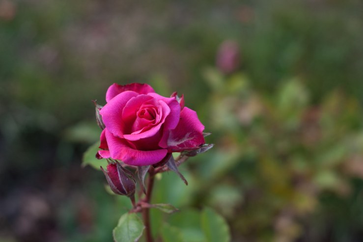 34953160793_542cb9b36b_b