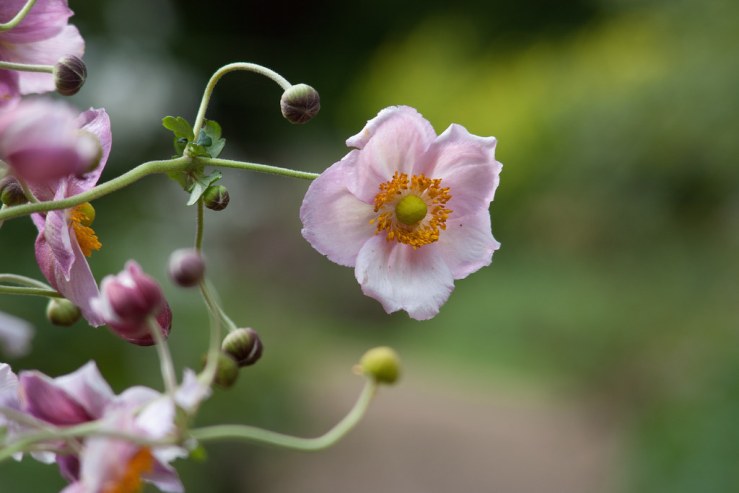 37149378715_a96a8a615c_b