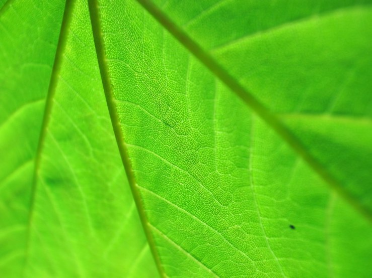 46882357145_dd7353e7f3_b