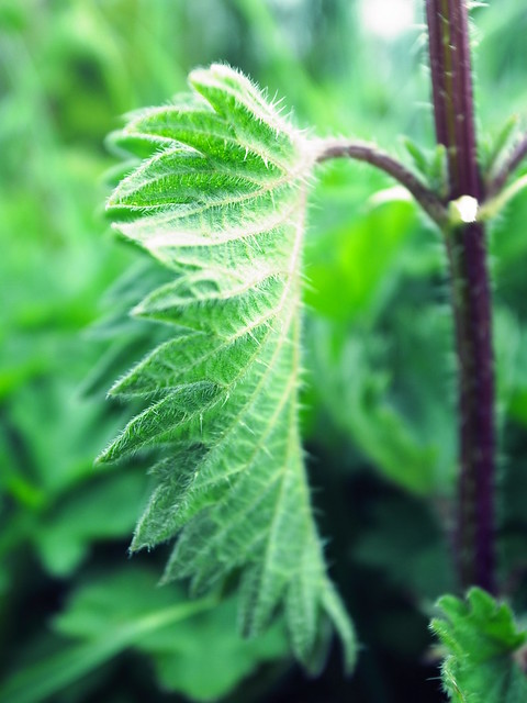 47746401462_e208726cc0_z