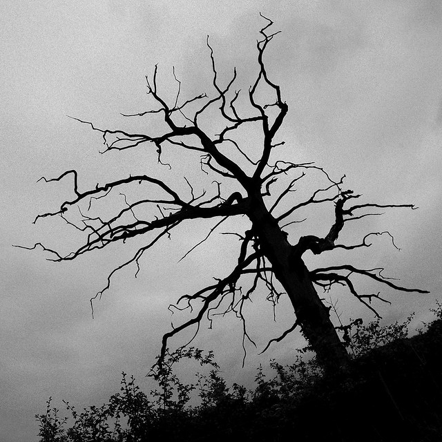 47817472182_6eec3b86ed_z